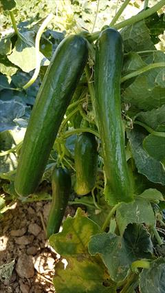 industry agriculture agriculture بذر خیار هایلندر F1آنتاریس .بذر خیار تیپ بیت الفا 