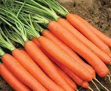 industry agriculture agriculture بذر هویج نانتس 2 هلند .بذر هویج بسیار پر بار 