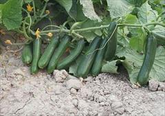 industry agriculture agriculture بذر خیار فضای باز لیام F1.بذر خیار زودرس 
