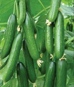 industry agriculture agriculture بذر خیار درختی 485 نیکرسون .بذر خیار زودرس 