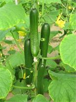 industry agriculture agriculture بذر خیار گلخانه ای آنجلا .بذر خیار زودرس 