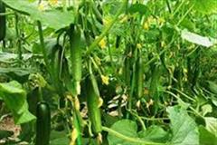 industry agriculture agriculture بذر خیار گلخانه ای سزار .بذر خیار هیبرید سزار 