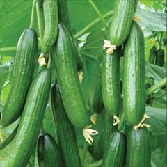 industry agriculture agriculture بذر خیار گلخانه ای سلطان .بذر خیار هیبرید 