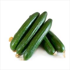 industry agriculture agriculture بذر خیار سوپر N3 F1.بذر خیار فضای باز 