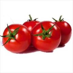 industry agriculture agriculture بذر گوجه گلخانه ای ادونیسF1.بذر گوجه زودرس ادونیس