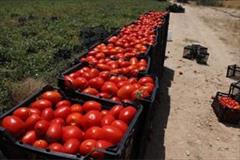 industry agriculture agriculture بذر گوجه فرنگی 6216 .بذر گوجه استاندارد 