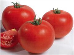 industry agriculture agriculture بذر گوجه فرنگی تیتان.بذر گوجه استاندارد تیتان