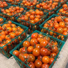 industry agriculture agriculture بذر گوجه فرنگی سان گلد توکیتا. بذر گوجه زودرس