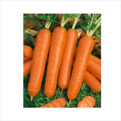 industry agriculture agriculture بذر هویج نانتس روزن سید هلند F1.بذر هویج زودرس 