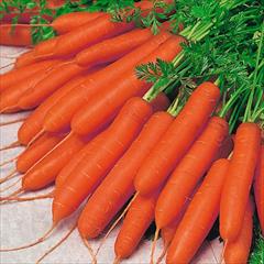 industry agriculture agriculture بذر هویج نانتس هد .بذر هویج بازار پسند 
