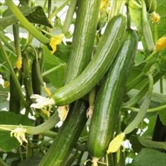 industry agriculture agriculture بذر خیار گلخانه ای اویسا F1.بذر خیار آویسا