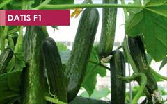 industry agriculture agriculture بذر خیار گلخانه ای داتیس .بذر خیار زودرس 