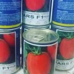 industry agriculture agriculture بذر گوجه فرنگی پارس .بذر گوجه فرنگی بلوکی 