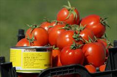 industry agriculture agriculture بذر گوجه فرنگی افرا.بذر گوجه فرنگی زود رس
