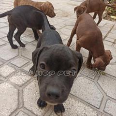 industry other-industries other-industries توله پیت بول سعادت آباد 