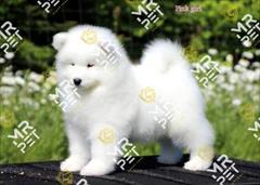buy-sell entertainment-sports pets توله سگ ساموید عروسکی حرفه ای