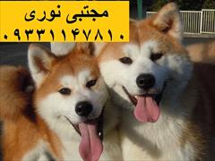 buy-sell entertainment-sports pets  امنیت و عشق برای خانواده شما