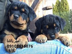 buy-sell entertainment-sports pets توله روتوایلرِ  قوی مثل کوه،، وفادار تا آخر نفس!