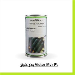 industry agriculture agriculture فروش بذر خیار Victor Mvr F1 سمینیس ارسال