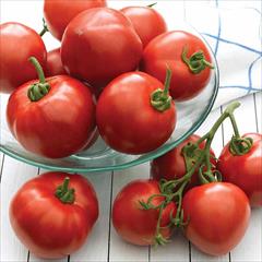 industry agriculture agriculture فروش بذر گوجه فرنگی سوپر کریستال 