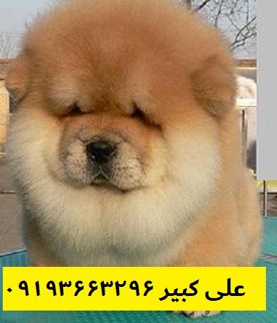 خرید و فروش توله سگ چاوچاو اصیل حرفه ای<br/><br/>اگه سگ وارداتی و اصیل می خوای؟<br/><br/>سگ چاوچاو سگ وارداتی از چین سگ اصیل سگ حرفه ای<br/><br/>شما می توانید بهترین سگ های ر buy-sell entertainment-sports pets