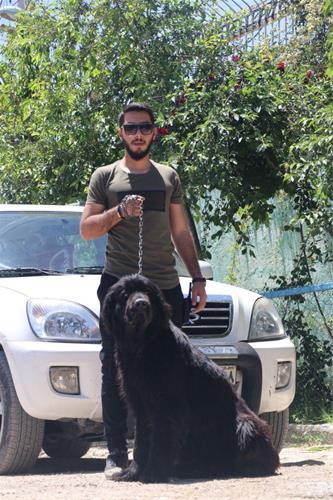 با دورد و سلام با احترام فراوان به علاقه مندان به خصوص سگ رسانده می شود گروه بزرگ دامی بین الملل فروش انواع سگ در تهران با در نظر گرفتن کلیه مسایل علم buy-sell entertainment-sports pets