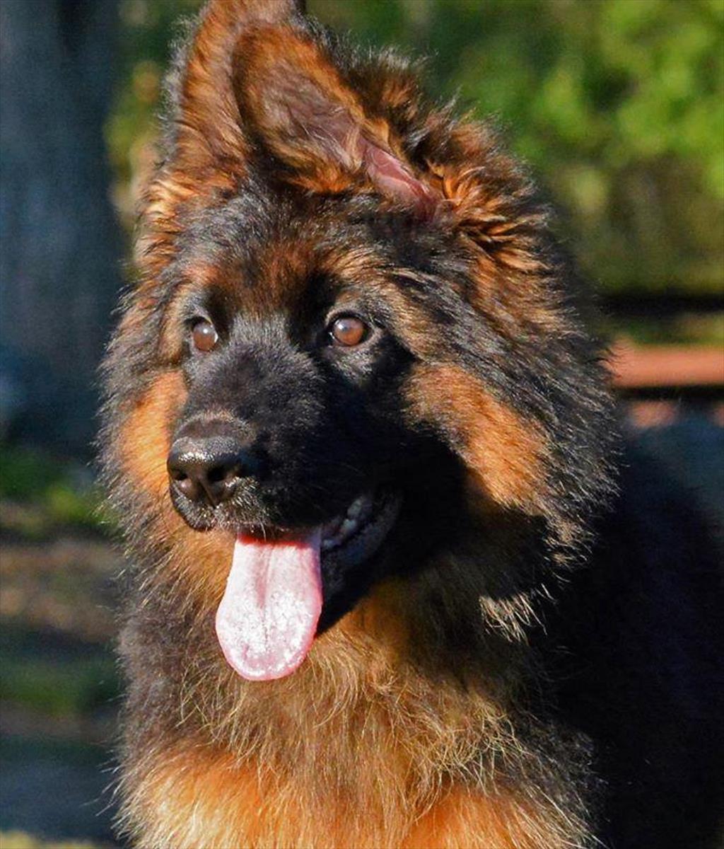 <br/>سگ های ژرمن شپرد از بهترین سگ های گارد و نگهبان که در سراسر به واسطه ی کاربرد های زیادی که دارد و هوش و نبوغ بالایی که دارد مشهور شده است . سگ هایی س buy-sell entertainment-sports pets