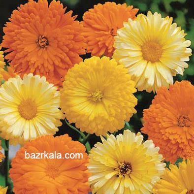 گل همیشه بهار با شکوفه های درشت و فراوان یک منظره چشم نواز و دل انگیز ایجاد می کند. گل همیشه در تمام طول سال گل تولید می کند که به همین دلیل به آن همی industry agriculture agriculture