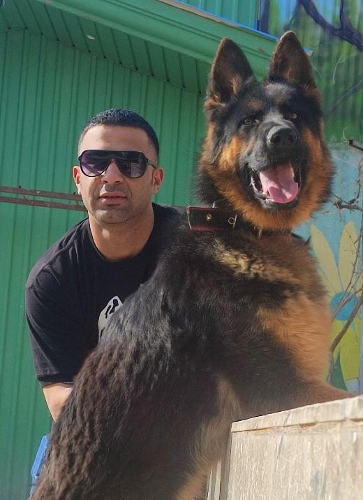 سگ ژرمن شپرد – خرید و فروش سگ ژرمن قیمت توله ژرمن<br/>فروش سگ ژرمن شپرد و سگ های نگهبان در نژاد های مختلف<br/>جفتیابی سگ  خرید و فروش سگهای اصیل <br/>#گلدن<br/>#داگو<br/> buy-sell entertainment-sports pets