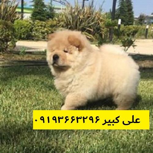 فروش سگ چاوچاو سگ خانواده و فروش سگ خانگی<br/><br/>در تهران و کرج ارسال به سراسر نقاط کشور<br/><br/>واکسینه شده و انگل تراپی انجام شده<br/><br/>تحویل و تسویه درب منزل<br/><br/>مهندس  buy-sell entertainment-sports pets