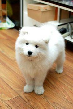 وارد کننده و پرورش دهنده ی سگهای گارد نگهبان و خانگی<br/>با چندین سال سابقه ی درخشان<br/>مجموعه ی امیر پاشا بهترین هارا عرضه میکند<br/>سگ سامویید نر با جثه ای قوی buy-sell entertainment-sports pets