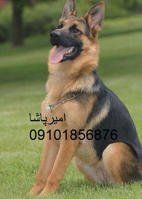  توله‌سگ‌های با کیفیت و آموزش‌دیده - فقط در باشگاه امیرپاشا! 🐾<br/><br/>توضیحات:<br/>در باشگاه سگ‌های نگهبان امیرپاشا، ما صرفاً به مشتریان خود بهترین توله‌سگ‌ها  buy-sell entertainment-sports pets