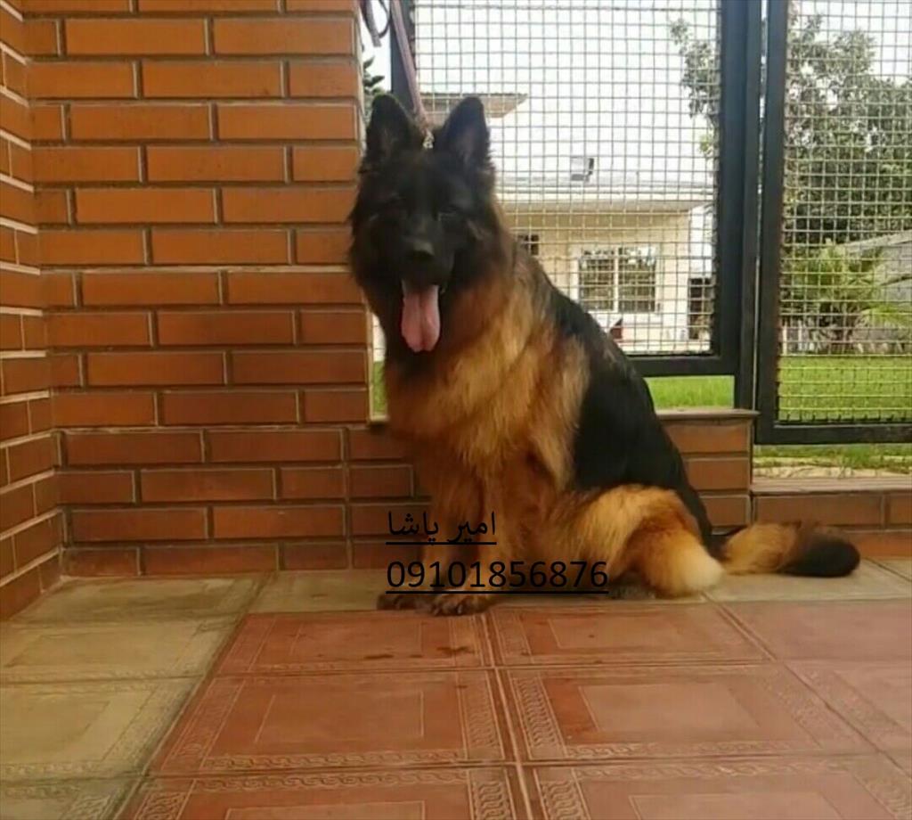 باشگاه سگهای نگهبان امیر پاشا<br/>با فروش سگ ژرمن شپرد گارد حرفه ای و تربیت شده<br/>در خدمت شماست<br/>دارای مجوز رسمی از محیط زیست و دامپزشکی کشور<br/>تمامی سگها دارا buy-sell entertainment-sports pets