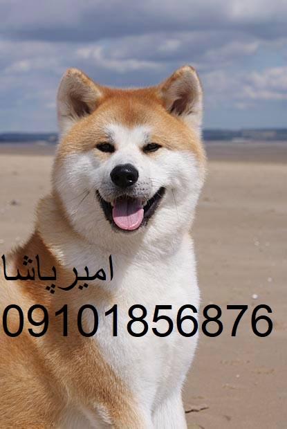 بهترین توله‌سگ‌های نگهبان برای شما - امیرپاشا! 🎈<br/><br/>توضیحات:<br/>آیا به دنبال یک توله‌سگ باکیفیت و شایسته هستید؟ باشگاه سگ‌های نگهبان امیرپاشا با نژادهای م buy-sell entertainment-sports pets