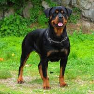 فروش سگ روتوایلر یک سگ قدرتمند است که ریشه ان به سگهای ماستیف لژیونهای رومی می رسد سگ روتوایلر یک همبازی ومحافظی ارام در جمع خانواده میباشد و به دنیای buy-sell entertainment-sports pets