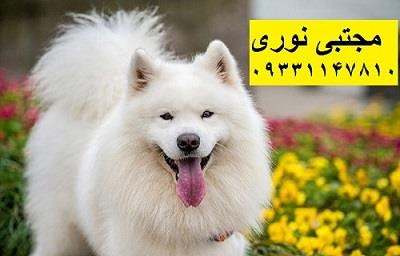 دنبال یک سگ وفادار و شاداب هستید؟ سگ‌های سمویید با وفاداری و شخصیت دوستانه خود گزینه‌ای عالی برای خانواده‌ها هستند. ما به عنوان بزرگترین مرکز پرورش سگ buy-sell entertainment-sports pets