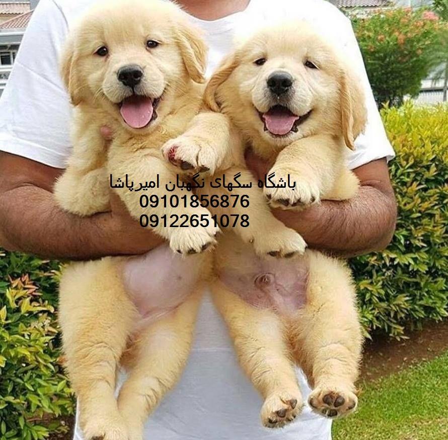فروش تخصصی سگ گلدن<br/>فروش ویژه گلدن رتریور خالص<br/>بسیار مهربان مناسب برای سگ خانگی<br/>گواهی نامه اصالت مادام العمر در زمان عقد قرار داد .<br/>دارای تاییدیه سلامت buy-sell entertainment-sports pets