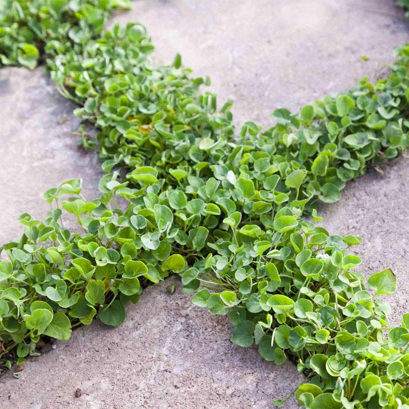 بذر چمن فضای سبز<br/>09190107631<br/>بذر چمن سوپر اسپرت هلندی<br/>بذر چمن برموداگراس<br/>بذر شبدر دایکوندرا<br/>بذر گل<br/>بذر چمن ویلا<br/>بذر چمن فضای سبز<br/>بذر چمن زمین فوتبال<br/><br/> industry agriculture agriculture