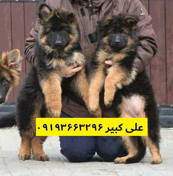 مرکز پرورش و خرید سگ ژرمن شپرد مرکز پرورش و فروش سگ ژرمن شپرد<br/><br/>خرید و فروش سگ ژرمن شپرد وارداتی از آلمان<br/><br/>خرید و فروش انواع تیپ ژرمن شپرد<br/><br/>سگ آموزش دی buy-sell entertainment-sports pets