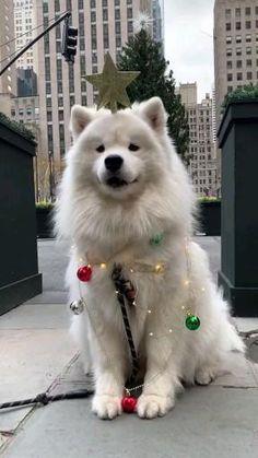 توله سامویید ماده<br/>با ترکم مویی بالا<br/>بسیار زیبا و زیرک<br/>خاص و بی نظیر<br/>دارای گواهی سلامت و اصالت<br/>انگل تراپی شده<br/>واکسینه شده<br/>اماده ی ارسال buy-sell entertainment-sports pets