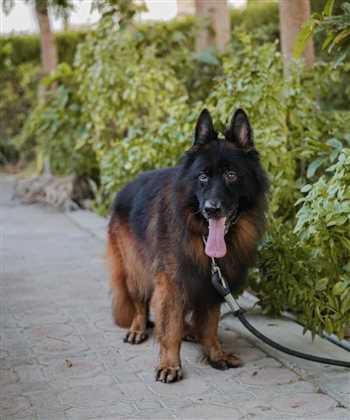 خرید و فروش انواع ژرمن موبلند و مو کوتاه<br/>با کیفیت عالی و قیمت مناسب<br/>دارای مجوز رسمی از محیط زیست و دامپزشکی کشور<br/>واکسیناسیون شده<br/>انگل تراپی شده<br/>دادرای buy-sell entertainment-sports pets