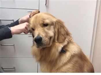 گلدن رتریور نر بالاترین کیفیت زیر نظر جهاد کشاورزی و دامپزشک مجرب<br/>بهترین گزینه برای همراهی خانواده<br/>دارای گواهس اصالت و سلامت<br/>واکسینه و انگل تراپی شده<br/> buy-sell entertainment-sports pets