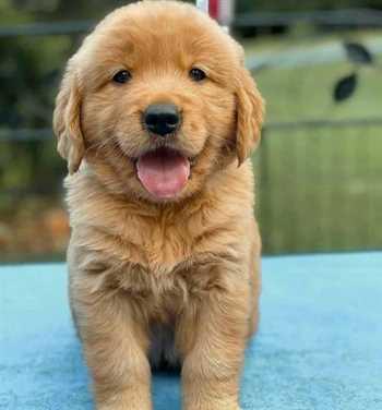 فروش توله سگ گلدن رتریور با مشخصات عالی، هوش بالا ، مهربانی و استعداد بالا در یادگیری .<br/>پرورش و فروش سگ گلدن رتریور ،<br/>پرورش یافته به صورت کاملا تخصصی  buy-sell entertainment-sports pets