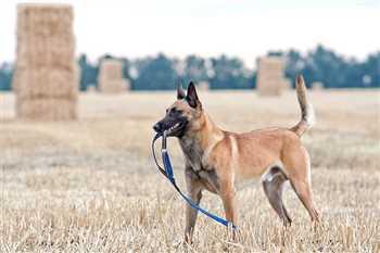 مالینویز یک گزینه ی عالی برای سگ پلیس است، سگ مالینوا بلژیکی نیاز ضروری به فعالیت دارد. عضلات قوی او نیاز دارند تا راهی برای آزاد کردن انرژی محبوس خود buy-sell entertainment-sports pets
