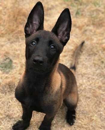سگ مالینویز بلژیکی سابقه طولانی در نیروی پلیس داره و از سال ۱۹۰۸ به نیروی پلیس شهر نیویورک اضافه شده.<br/>مالینویز یا مالینوا سگی قوی و تر و فرز است.<br/>فروش buy-sell entertainment-sports pets