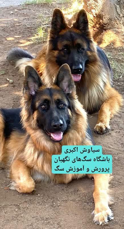 سگ های ژرمن شپرد نگهبان<br/><br/>مناسب خانه و باغ از نژادی اصیل<br/><br/>بلک و دورنگ ماده و نر<br/><br/>واکسیناسیون شده<br/><br/>آماده تحویل<br/><br/>شناسنامه دار<br/><br/>عقیم سازی نشده اند<br/><br/>انگل ت buy-sell entertainment-sports pets