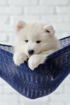 فروش توله سامویید با قیمت مناسب در مجموعه ی سگهای نگهبان امیر پاشا<br/>دارای شناسنامه<br/>دارای گواهی سلامت و اصالت<br/>باهوش و فرمان پذیز<br/>واکسینه شده  buy-sell entertainment-sports pets