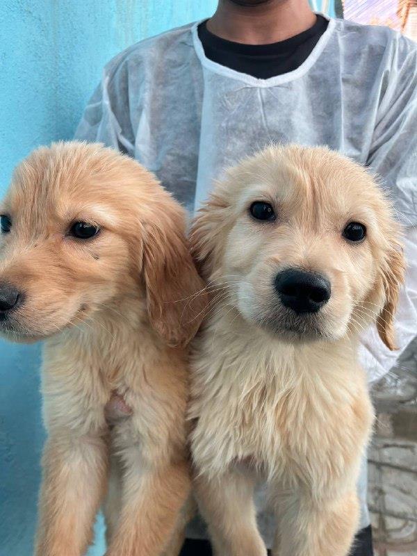 فروش گلدن رتریور با قیمت بسیار مناسب در باشگاه سگهای نگهبان امیر پاشا<br/>فروش سگ گلدن با جثه ی قوی و پوشش طلایی متراکم و درخشان<br/>همراه با گواهی اصالت<br/>واکس buy-sell entertainment-sports pets