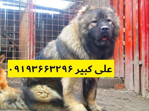 با کمال احترام و درود خدمت شما عزیزان و مشتریان گرامی<br/><br/>پرورش سگ قفقازی که پدر مادر وارداتی میباشد دارای گذرنامه می باشد.<br/><br/>توله سگ های قفقازی بسیار گرد buy-sell entertainment-sports pets