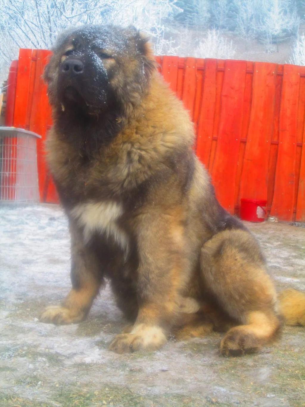 🐾 انتخاب ایده‌آل شما: سگ قفقازی با اصالت در مرکز پرورش امیرپاشا، محمدشهر! 🐾<br/><br/>اگر به دنبال یک سگ قفقازی با کیفیت و شخصیت منحصر به فرد هستید، مرکز پرو buy-sell entertainment-sports pets